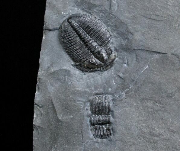 Small Elrathia Kingii Trilobite In Matrix #3192